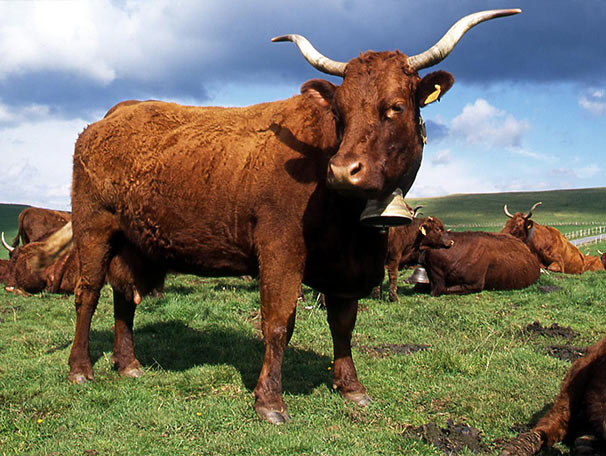 Camping Paradis La Gineste